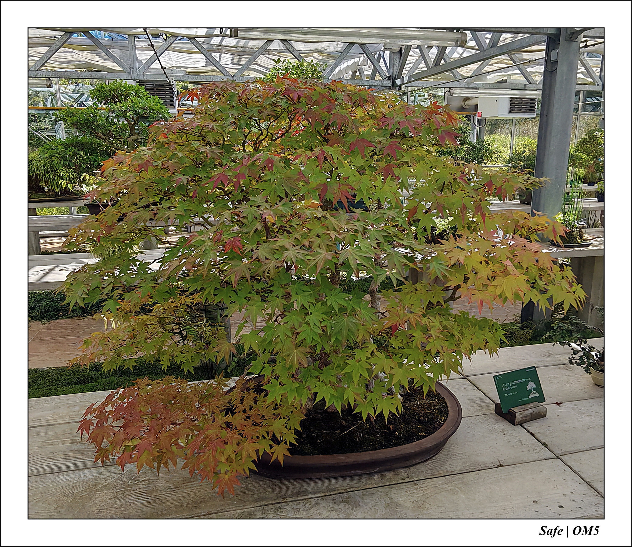 2025 - 08 - Vallée des loups - 11